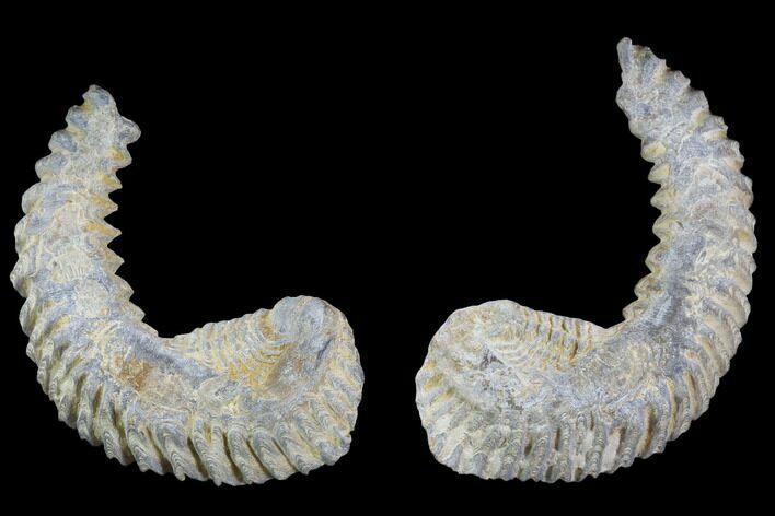 Cretaceous Fossil Oyster (Rastellum) - Madagascar #100939